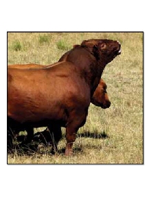 Foto Artículo